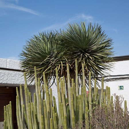 Vintersol Los Cristianos (Tenerife) Buitenkant foto